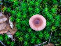 Flacher runder Pilz in Sternmoos mit Herbstlaub daneben